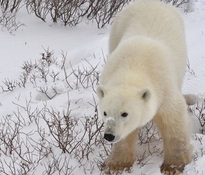 Canadian-polar-bear