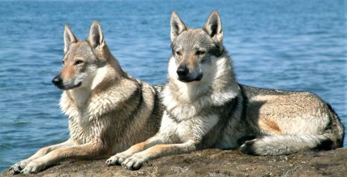 are czechoslovakian wolfdogs legal in canada