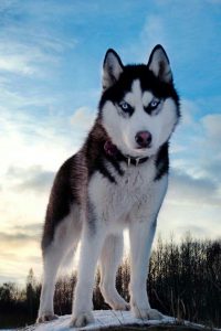 Husky Breed most popular dog names