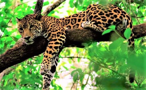 Are Jaguars Endangered - Why Are Jaguars An Endangered Species