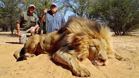 What is Trophy Hunting? Facts & Fiction Re Killing Wildlife for Sport