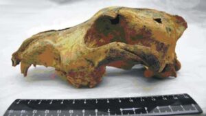 33000 year old fossil modern dog ancestor