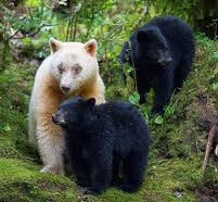 canadian spirit bear with cubs