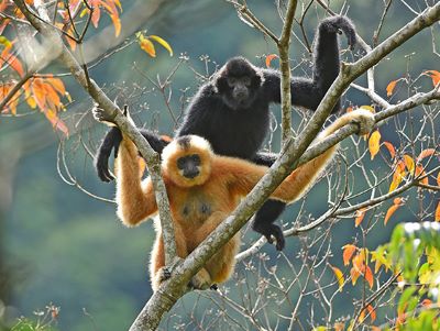 hainan gibbon china - green revolution
