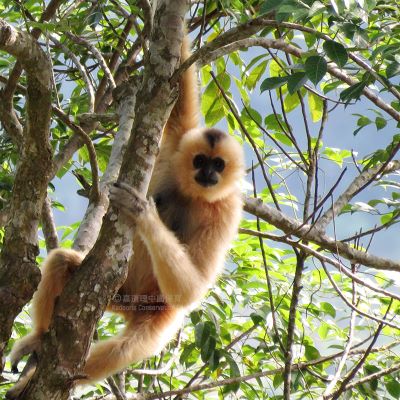 hainan gibbon. adult female