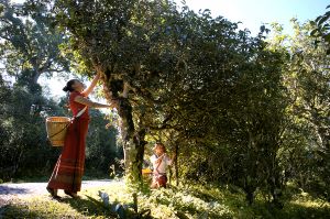 jingmai mountain tea trees