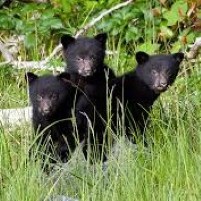 Tofino black bear cubs - civilized bears - Brian Alan Burhoe