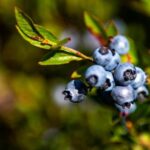 wild blueberries field bears