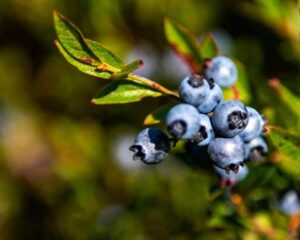 wild blueberries field - bears - First Nations Bear Story