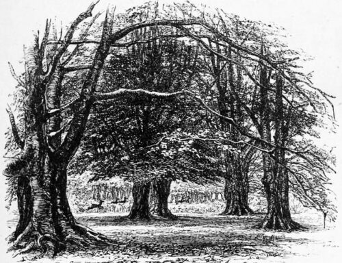 ant bear old elm tree