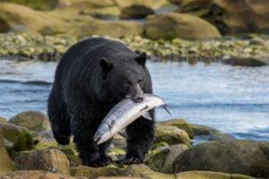 bear black bear canada