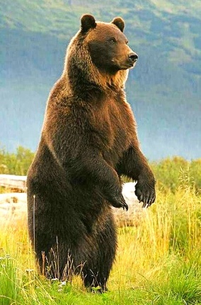 bear encounters top 7 places for bear watching in canada civilized bears