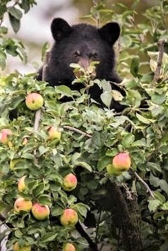bear in old apple tree 2
