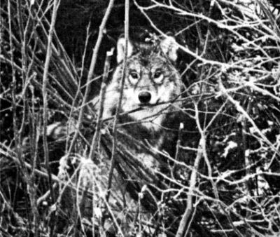 WOLFBLOOD Animal Story in Jack London Tradition – Wild Wolf, Half-Wild Husky & Wily Old Trapper grey wolf in forest