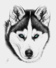 Husky dog - Wolfblood Animal story in Jack London tradition
