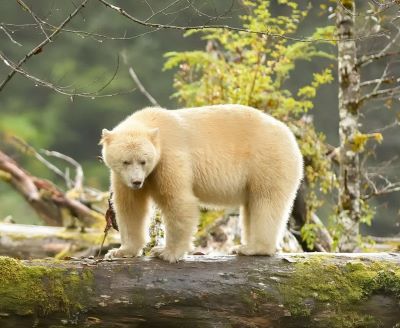 spirit bear in great bear forest close up