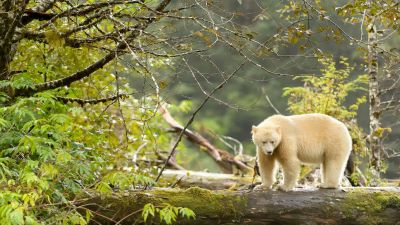 spirit bear in great bear forest