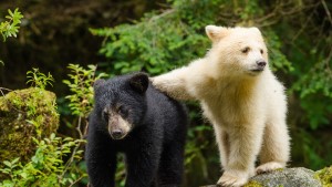 spirit bears cub with sibling