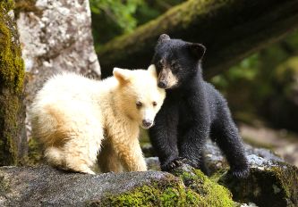 Spirit bears siblings in Great Bear rainforest, British Columbia