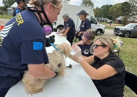 RESCUE DOGS STORIES Animal Rescue Corps Saves 57 dogs from backyard breeder Animal rescue corps with rescue dogs