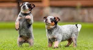 Top 10 Healthiest Dog Breeds australian cattle dog puppies healthiest dog breeds