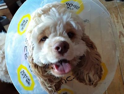 Top 10 Healthiest Dog Breeds bella burhoe cute cocker spaniel