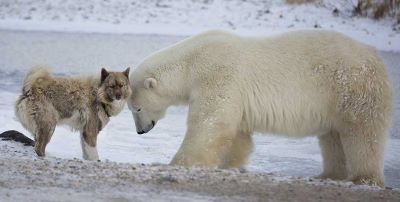 Are Bears Related to Dogs - What are Bears Most Closely Related To? canadian husky dog polar bear - related