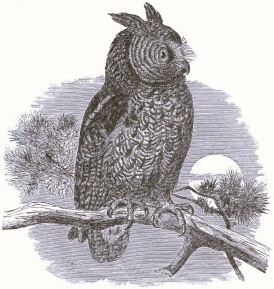 Celtic mythology owl and moon