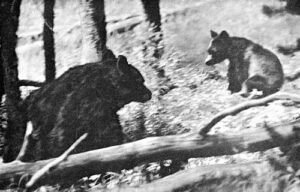 Names of Bears in Mythology - Civilized Bears Names of bears in mythology - civilized bears