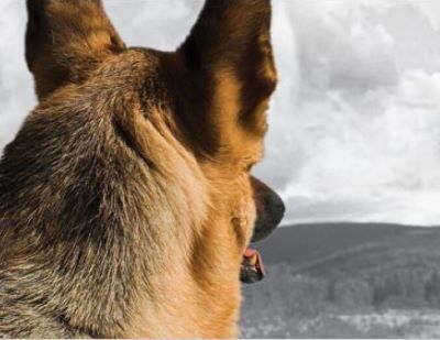 DOGS IN MOVIES: Rin-Tin-Tin – The Dog Who Saved Hollywood rin tin tin hollywood dog