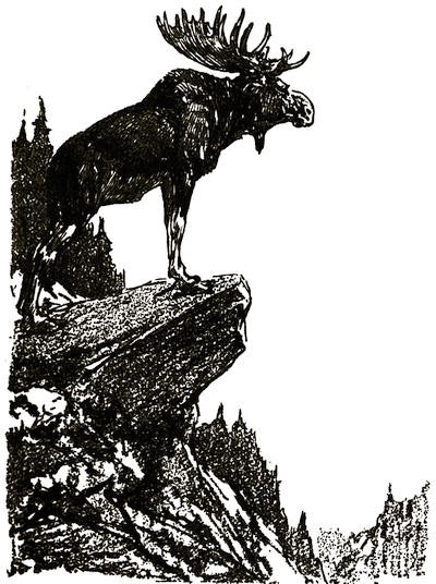 trail of the elk watching by fønhus