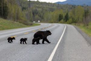 Bear family crossing highway