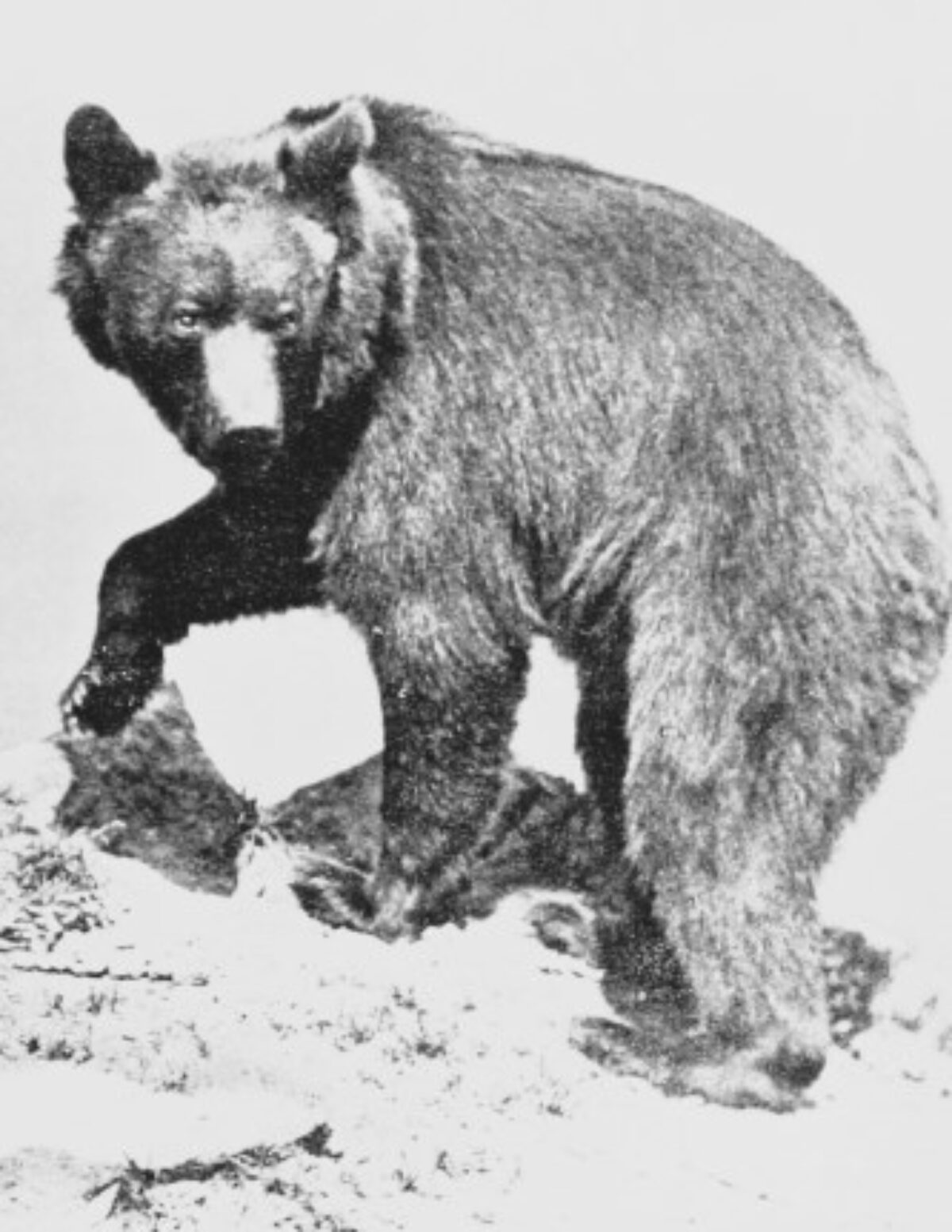 BEARS IN MYTHOLOGY & FOLKLORE: Irish, Norse, German, Native