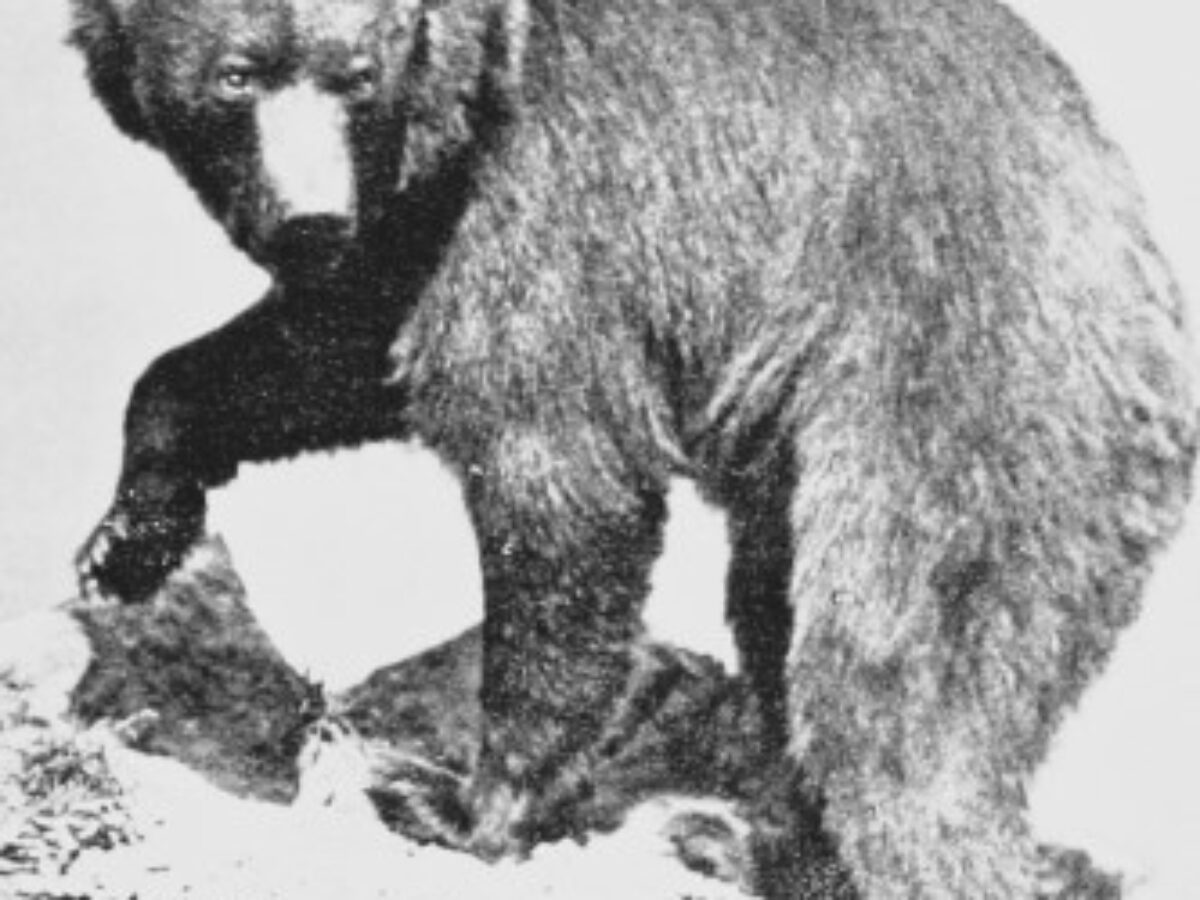 BEARS IN MYTHOLOGY & FOLKLORE: Irish, Norse, German, Native