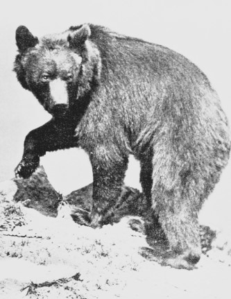 bears in mythology and folklore