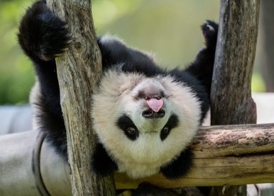 giant panda bear playing
