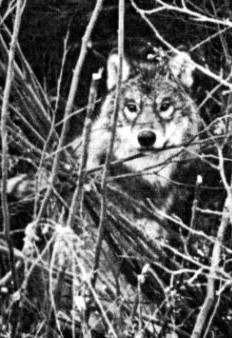 grey wolf in forest story by Brian Alan Burhoe