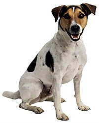 Top 10 Healthiest Dog Breeds happy dog breed