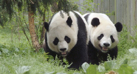 Meet the Chinese Giant Pandas