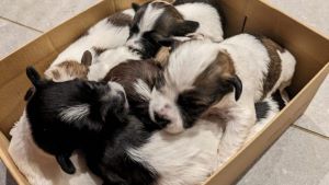 RESCUE DOGS STORIES Animal Rescue Corps Saves 57 dogs from backyard breeder rescue dogs in cardboard box