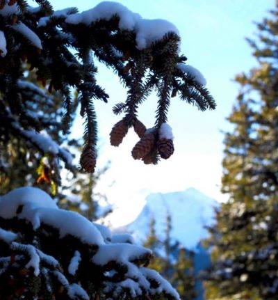 winter tree white wolf silver chief
