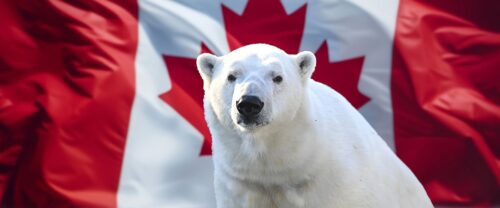Canadian national animal polar bear