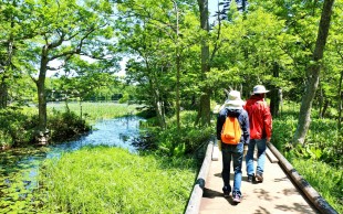 Shiretoko National Park, Japan, forest hiking trail