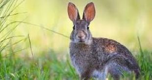 Appalachian Mountains Forest Rabbit