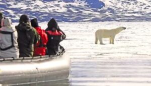 Norway Zodiac tour boat ecotourists watching polar bear on ice
