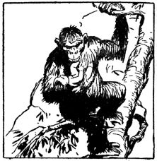 The son of an English Lord and English Lady - Tarzan art by Hal Foster