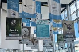 Billy Bishop Toronto Airport features Dogs in Flight