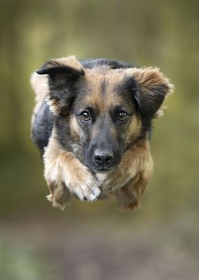 Dogs in Flight - Photo exhibit Canada