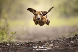 Dogs in Flight Rescue Dog