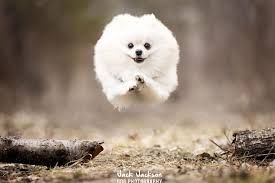Dogs in Flight white rescue animal